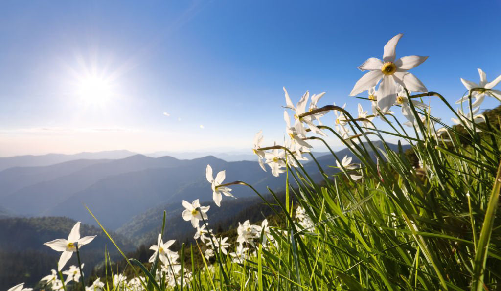 Un champ de narcisses dans un terrain en pente surplombe les montagnes ensoleillées.