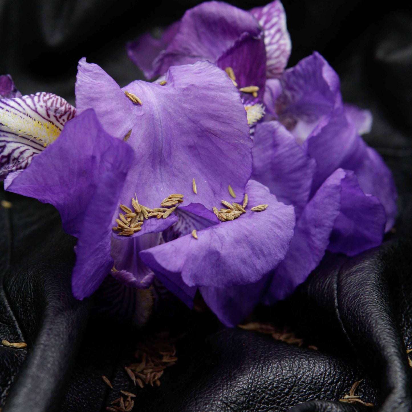 DIANESQUE - Extrait de parfum