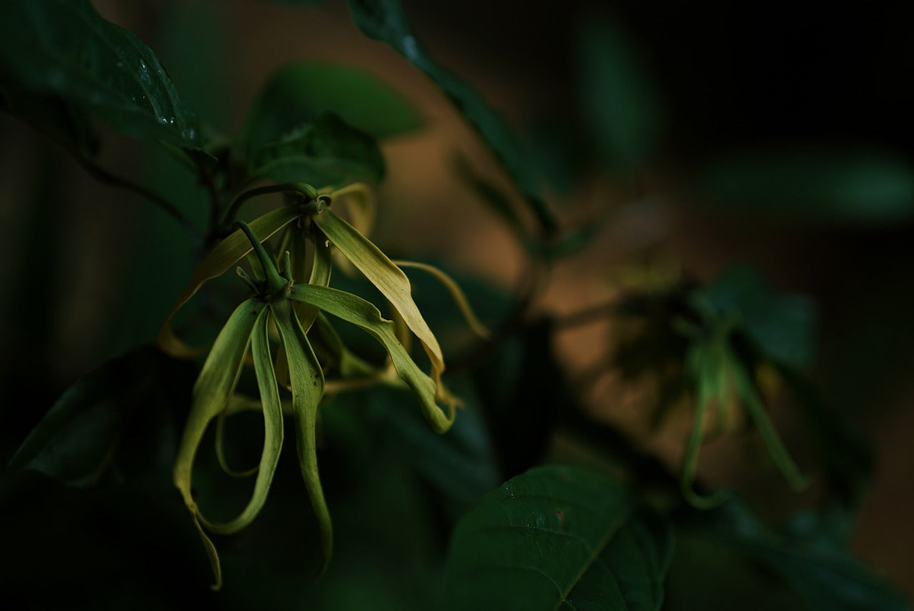 Une fleur d'ylang-ylang verte aux reflets jaune dans la pénombre. 
