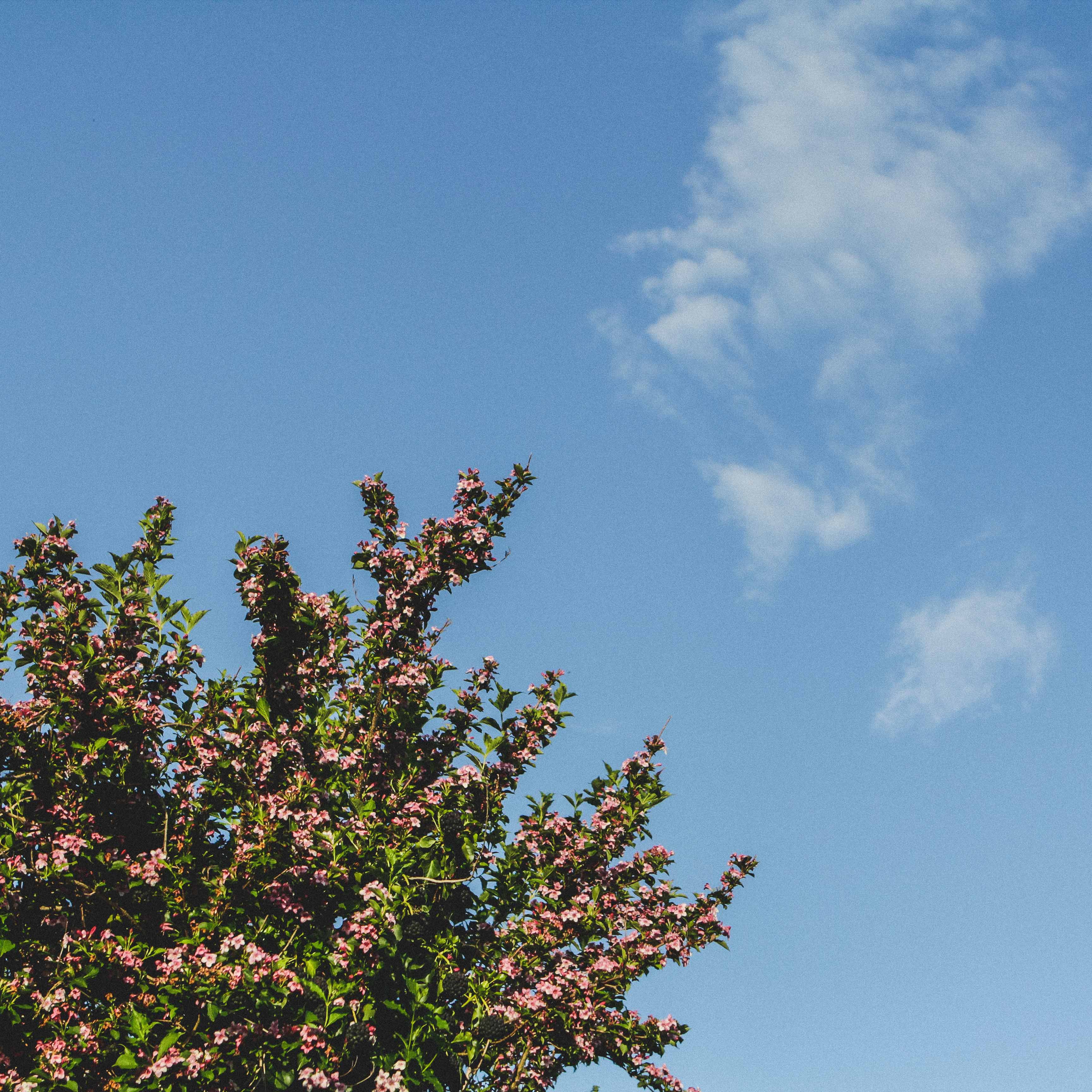 Arbre weigelia en fleur sur fond de ciel bleu.
